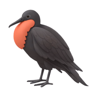 frigatebird in flight