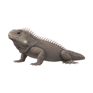 marine iguana