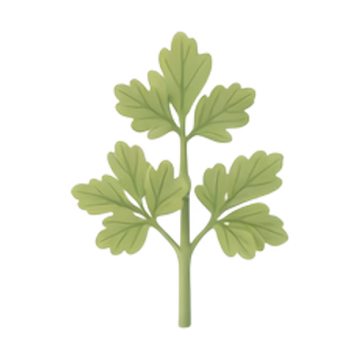 parsley bunch
